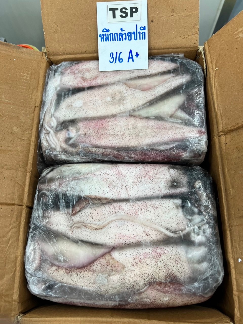 Squid / หมึกกล้วย