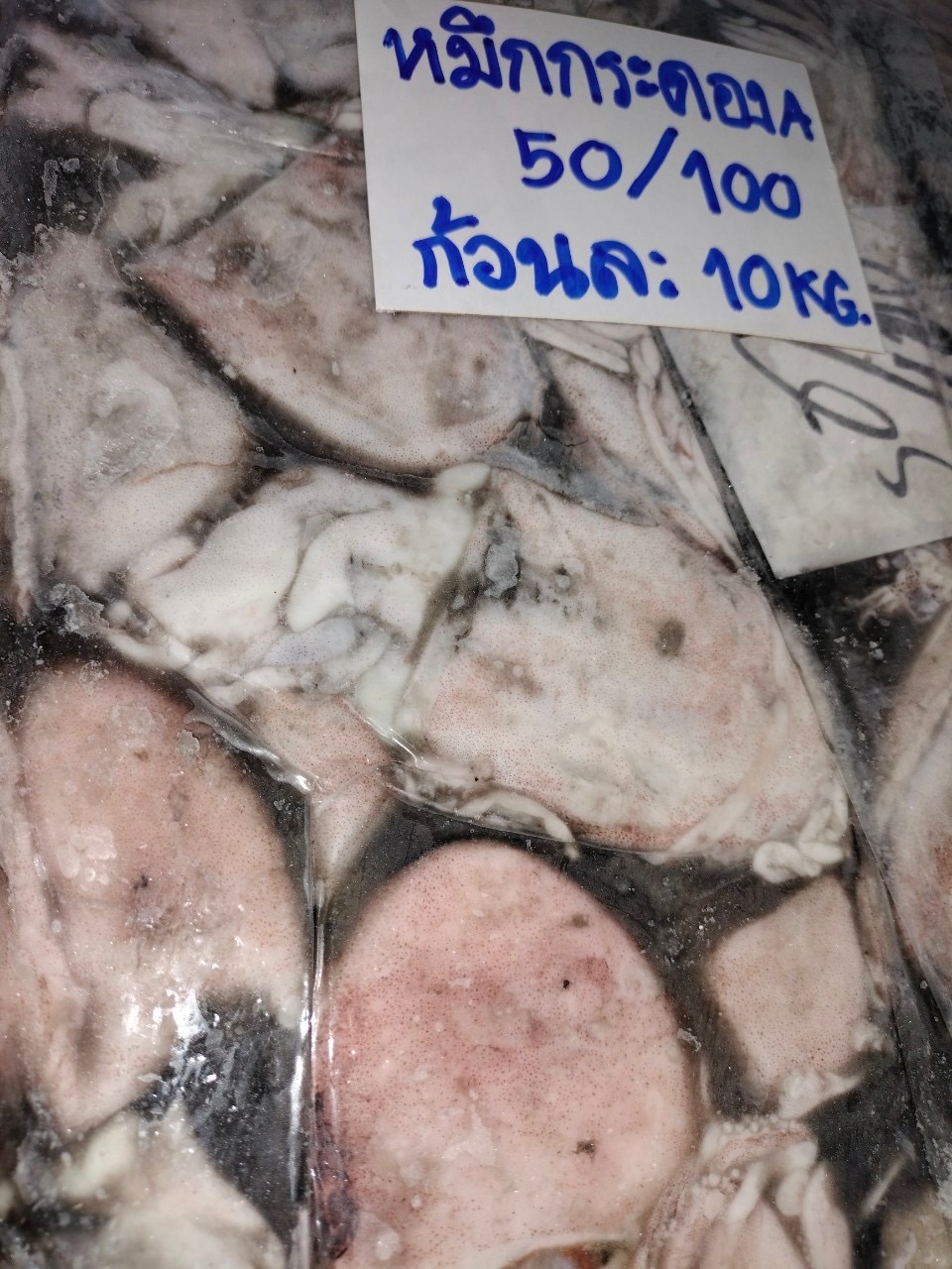 Cuttlefish / หมึกกระดอง