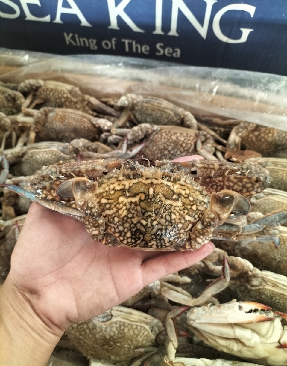 Blue Swimming Crab / ปูม้า