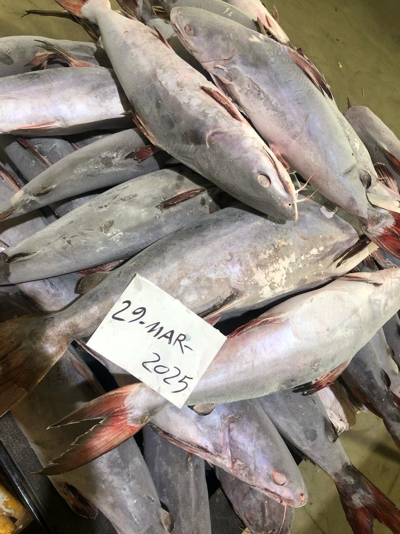 Seafood