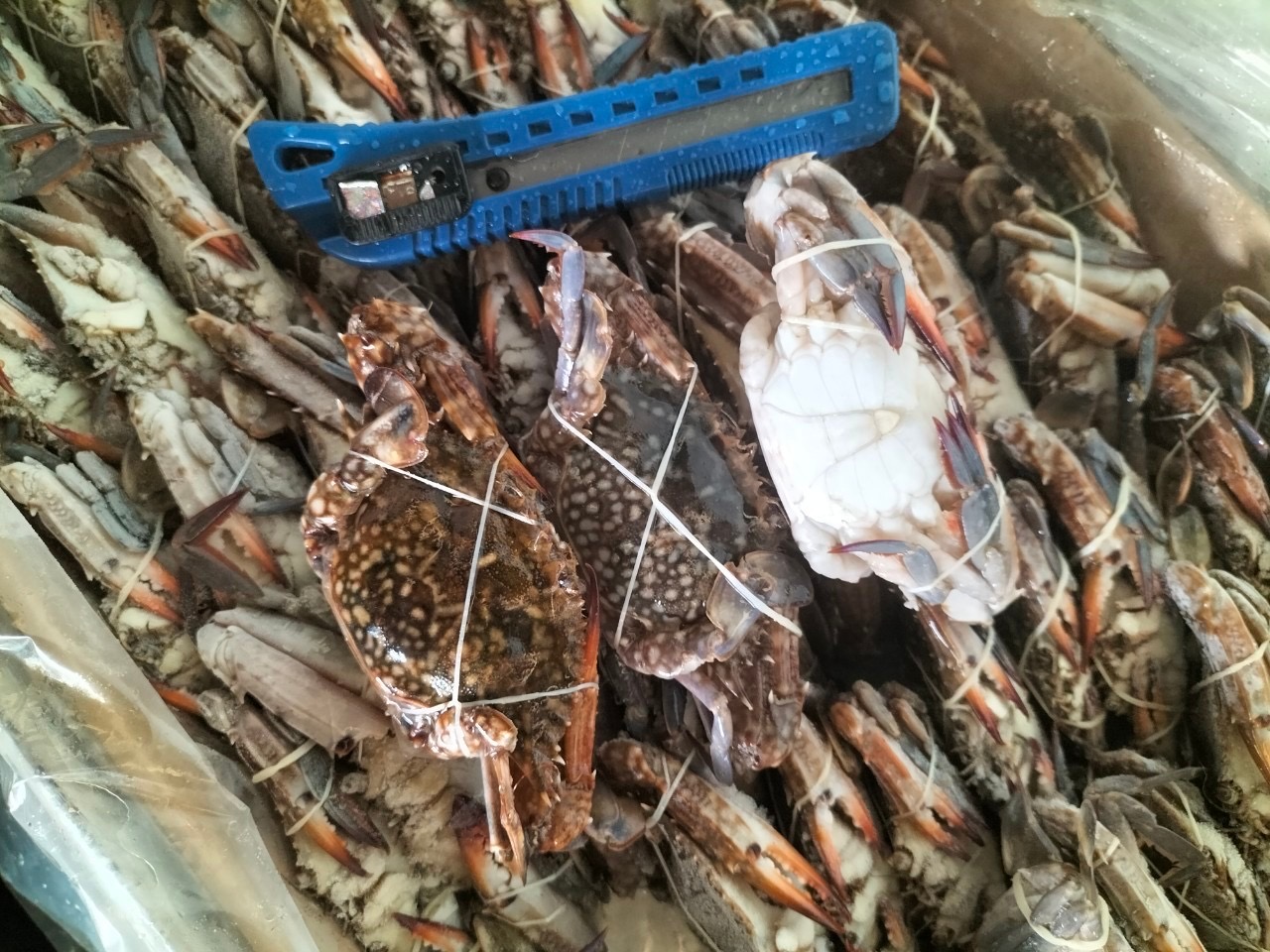 Seafood